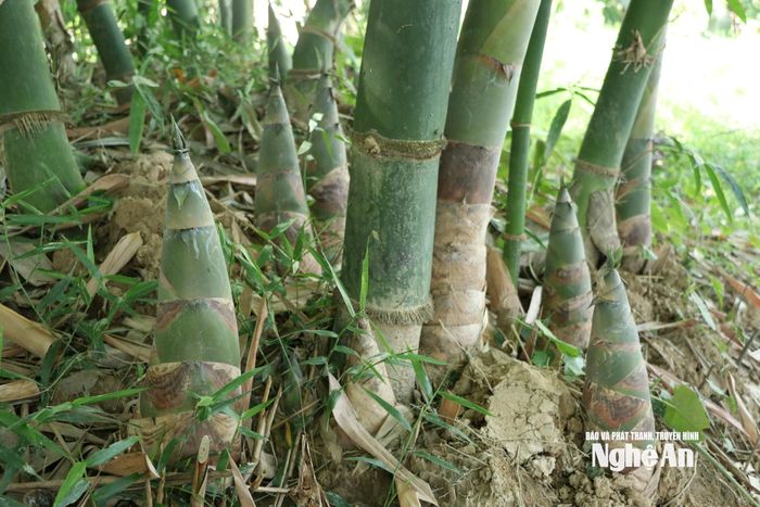Những búp măng ngọt mập mạp, vươn mình từ đất bãi màu mỡ là kết quả của phù sa bồi đắp và sự chăm chút cần mẫn của người trồng. Ảnh: Thanh Phúc