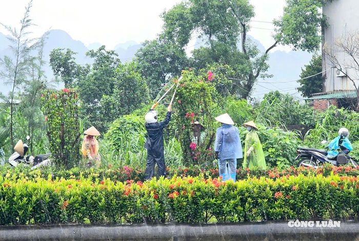 Các công ty cẫy xanh huy động lực lượng cắt tỉa cành đảm bảo an toàn cho cây.