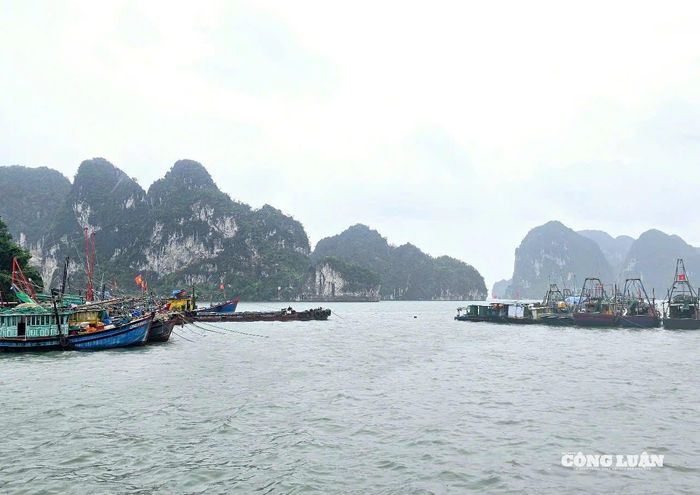 Các chủ tàu cá đã chủ động đưa tàu thuyền về nơi neo đậu an toàn.