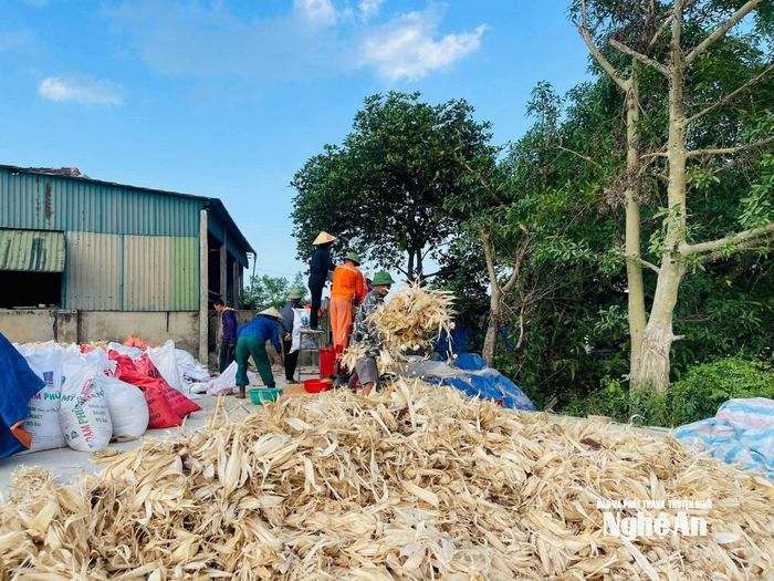 Người dân Lam Thành thu hoạch ngô. Ảnh: HT