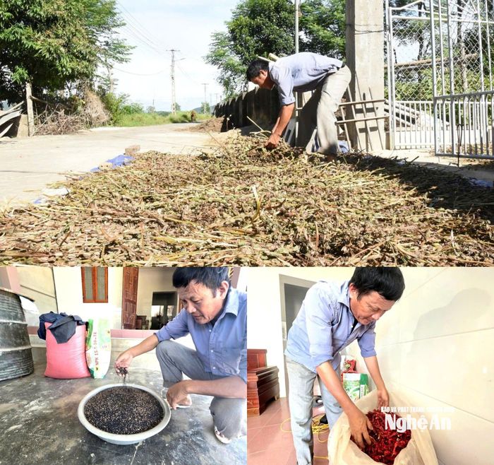 Ông Đinh Xuân Khoa đã thu hoạch xong các ruộng vừng và ớt. Ảnh: HT
