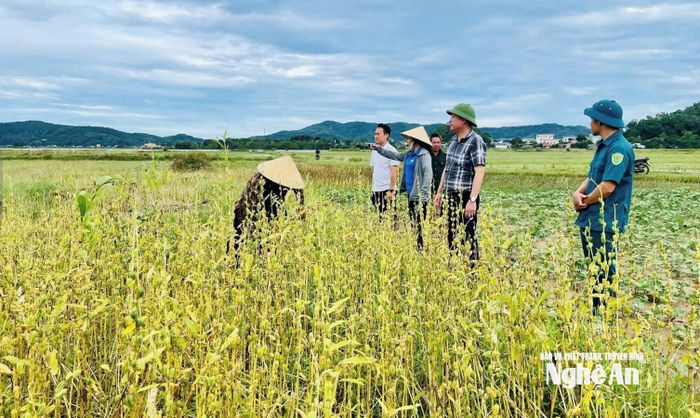 Đoàn công tác UBND xã Lam Thành kiểm tra tiến độ thu hoạch vụ mùa. Ảnh: CSCC