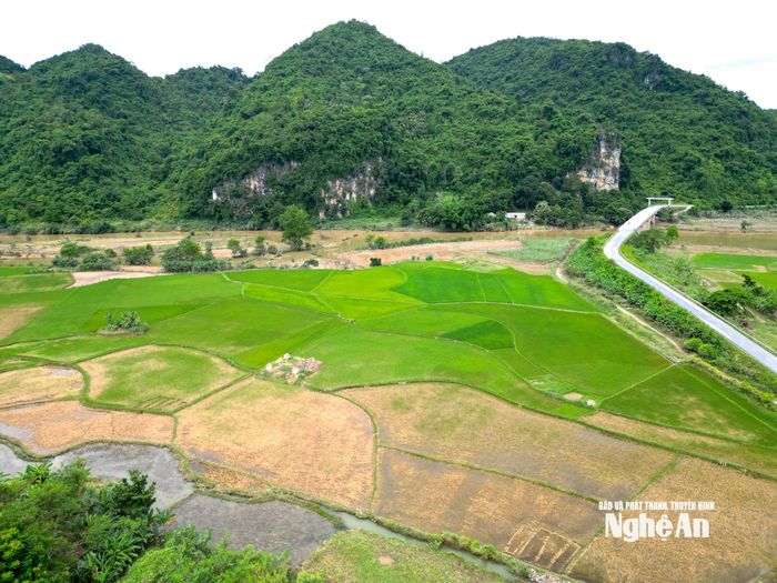 Cánh đồng lúa xã Châu Tiến bị ngập nước, nhiều diện tích lúa đã hư hỏng, chỉ còn một ít đang giữ được màu xanh. Ảnh: Văn Trường