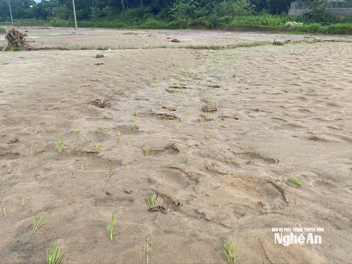Những ngọn lúa non nhô lên khỏi mặt bùn nơi từng là ruộng lúa xanh tốt. Ảnh: Văn Trường