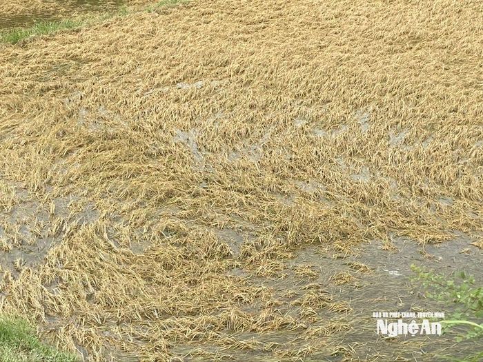 Nước ngập kéo dài khiến nhiều diện tích lúa ở xã Châu Tiến bị vàng rữa. Ảnh: Văn Trường