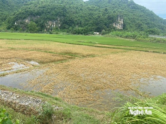 Ông Nguyễn Tiến Hùng - Chủ tịch UBND xã Châu Tiến, cho biết, toàn xã hiện có 762 ha lúa, trong đó hơn 320 ha bị ngập nước, với gần 20 ha lúa bị ngập sâu dẫn đến hư hỏng hoàn toàn. Trước tình hình này, xã đã chỉ đạo người dân tập trung chăm sóc những diện tích lúa còn khả năng sinh trưởng, đồng thời khuyến khích chuyển đổi sang trồng cây hoa màu đối với những diện tích lúa bị chết khi nước rút. Ảnh: Văn Trường