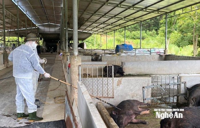 Cán bộ xã Châu Bình kiểm tra đàn lợn nghi nhiễm dịch tả lợn châu Phi trên địa bàn xã. Ảnh: Văn Trường