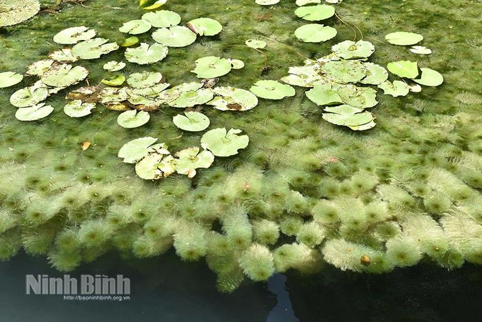 Rong đuôi chó mướt xanh ở Tràng An. Ảnh: CTV