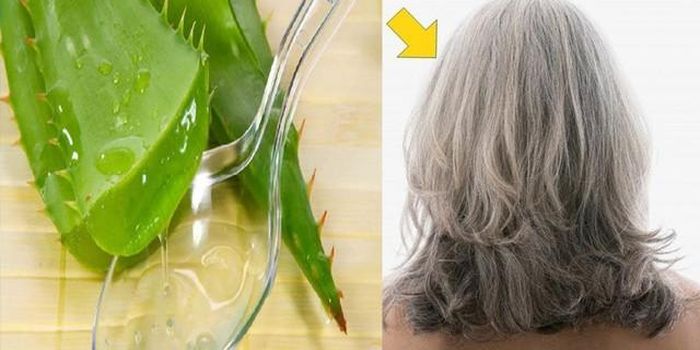 Ủ tóc với nha đam tươi trong 20 – 30 phút rồi xả sạch và gội đầu như thông thường.