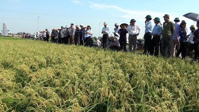 Áp dụng khoa học công nghệ nên năng suất lúa trên cánh đồng Bung – xã Kiều Phú tăng cao