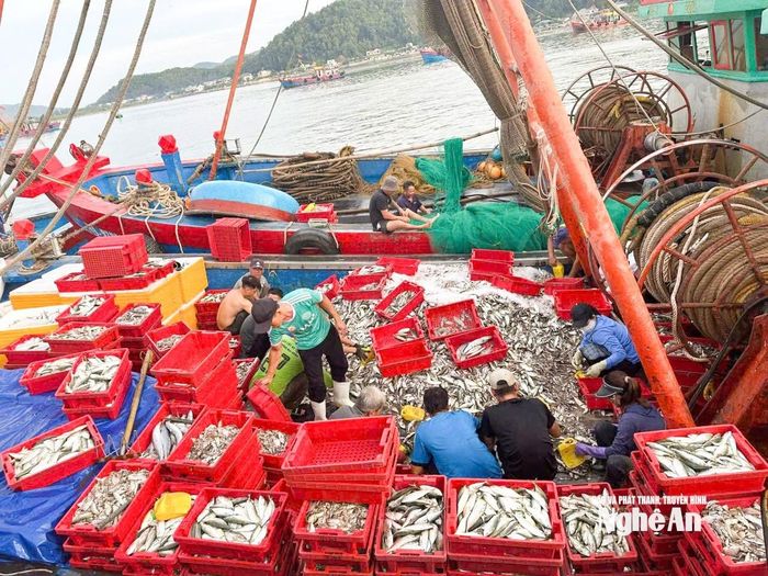 Đội tàu của anh Phùng Bá Thu trúng đậm mẻ cá bạc má, cá mu, cá nục, với sản lượng gần 8 tấn cập bến vào sáng 31/7. Ảnh: T.P