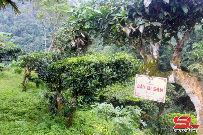 Cây chè cổ thụ được đánh số thứ tự và công nhận là Cây di sản Việt Nam.