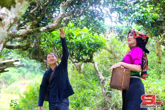 Du khách tham quan, trải nghiệm đồi chè cổ thụ bản Pàn Ngùa, xã Tô Múa.