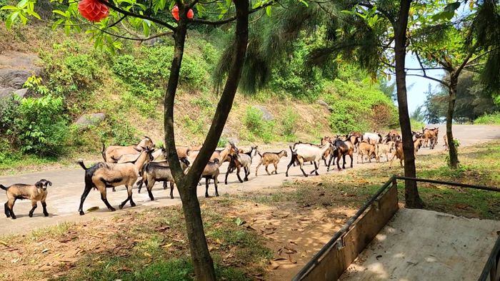 Đàn dê núi rất dễ gần