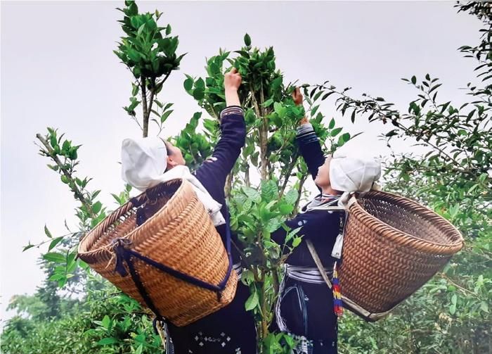 Chè Shan Tuyết Hồng Thái là sản phẩm OCOP có tiếng trên thị trường
