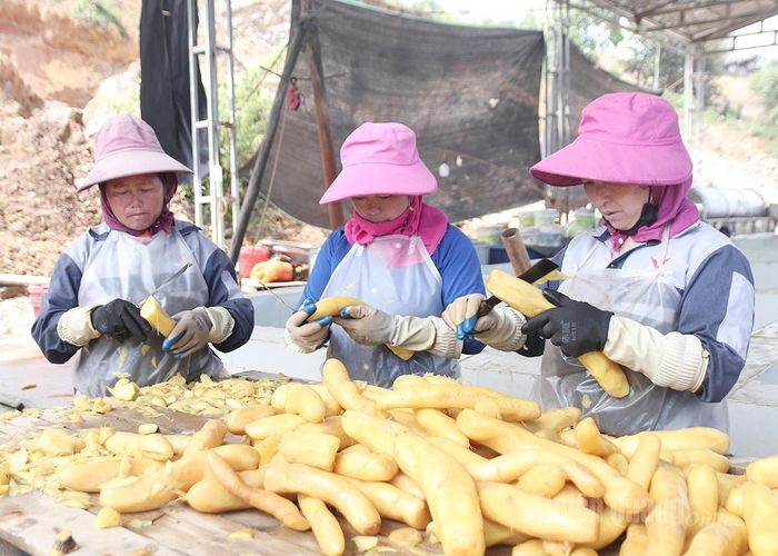 Củ cải xuất khẩu mở ra hướng phát triển mới cho người dân xã Pà Vầy Sủ.