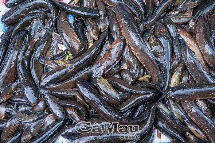 Hàng chục ký cá đồng sau mỗi đợt thăm lọp, đem về cho ông Phạm Duy Khanh vài triệu đồng, tăng thu nhập.