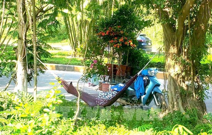 Người bán cây cảnh tranh thủ nghỉ trong bóng râm tránh cái nắng oi bức hơn 40ºC ngoài trời. Ảnh chụp tại phường Vĩnh Phúc. Ảnh: Hoàng Hùng -TTXVN