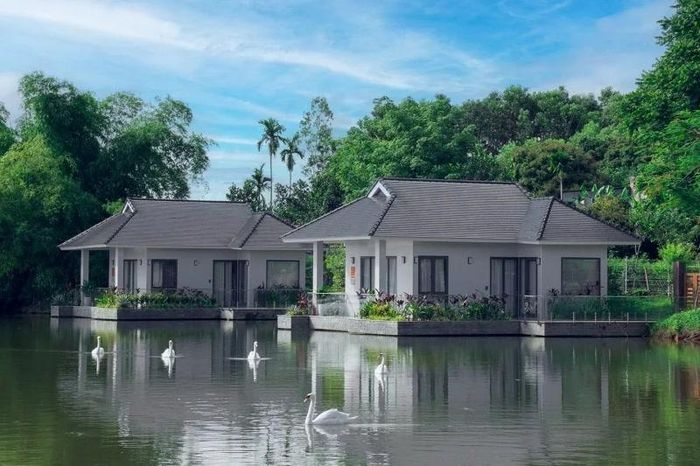Hồ nước trong veo, villa xinh xắn và vài “người bạn cổ dài” lướt nhẹ qua mỗi sáng.