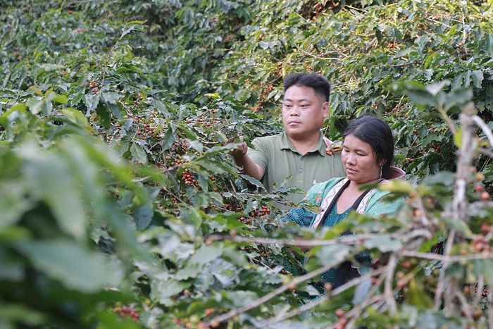 Anh Vàng A Đa là một trong những tấm gương về phát triển kinh tế ở bản Tát Hẹ.