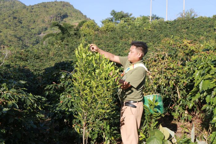 Nhận thấy giá trị kinh tế từ mắc ca, nhiều người dân ở Tát Hẹ đang chuyển đổi cây trồng phù hợp với điều kiện tự nhiên ở bản.