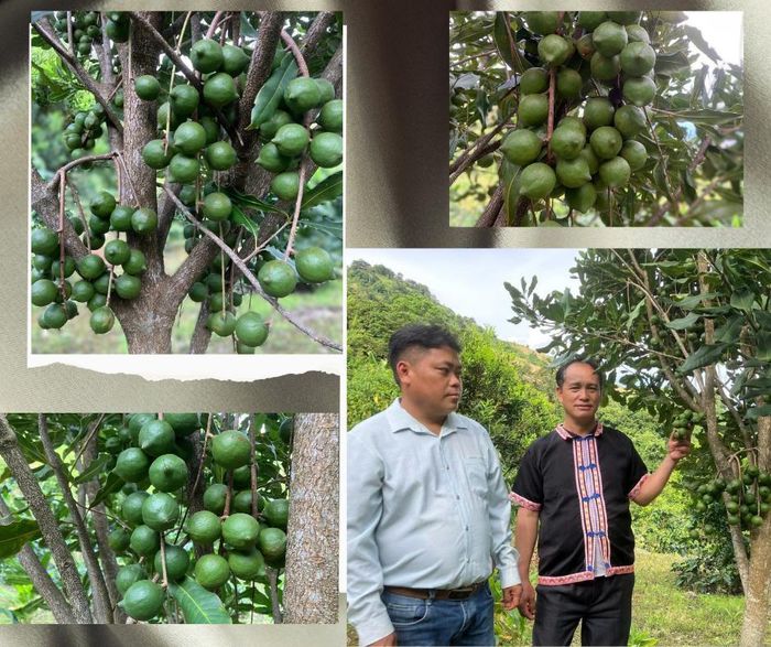Vườn mắc ca ở Tát Hẹ đang cho thu hoạch, góp phần cải thiện cuộc sống người dân.