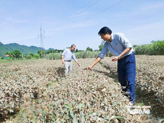 Cán bộ Trạm Dịch vụ Nông nghiệp Anh Sơn kiểm tra diện tích chè sau khi nước rút. Ảnh: T.P