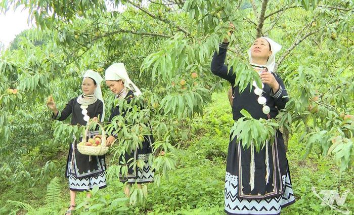 Bà con dân tộc Dao ở xã Ngân Sơn phát triển cây Đào tiên mang lại hiệu quả kinh tế khá cao.