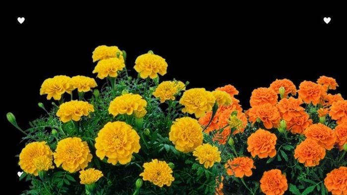Dễ thu hút côn trùng, gây mất vệ sinh và tiềm ẩn rủi ro. Nếu muốn trồng, nên đặt ở khu vực xa lối chính như cuối sân vườn hoặc hàng rào sau nhà.