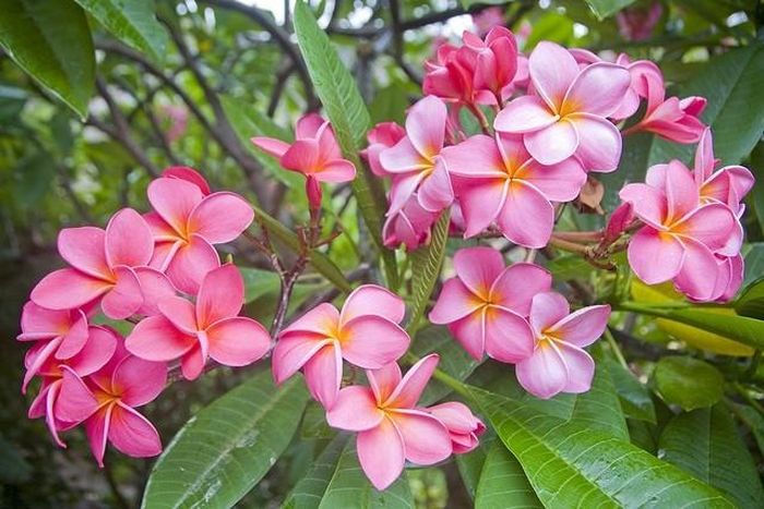 Cẩn trọng với nhựa độc của hoa sứ, đặc biệt khi nhà có trẻ nhỏ. Nhựa cây gây kích ứng da, nguy hiểm với thú cưng và trẻ em. Nếu yêu thích, nên trồng ở sân sau, tránh xa cửa chính.