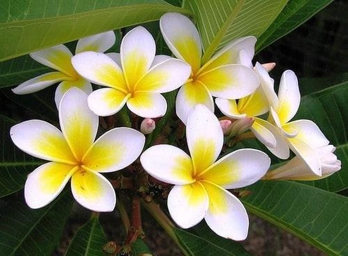 Trồng hoa đại sai chỗ có thể khiến gia đình lạnh lẽo, ít gắn kết. Năng lượng âm từ loài hoa này khiến không khí gia đình dễ u ám, thiếu hòa khí, ảnh hưởng tiêu cực đến tinh thần lẫn vận khí.