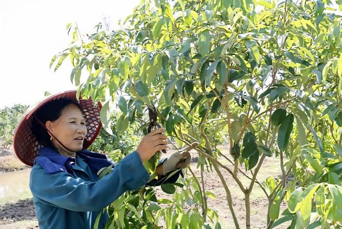 Được Hội LHPN xã kết nối, bà Nguyễn Thị Phượng đã được Phòng Giao dịch ngân hàng CSXH Phù Cừ cho vay vốn để chuyển đổi cây trồng, mang lại hiệu quả kinh tế cao