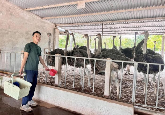 Năng động, táo bạo, Võ Đình Sữu phát triển thành công mô hình trang trại tổng hợp nuôi đà điểu và lợn giống - Ảnh: T.A