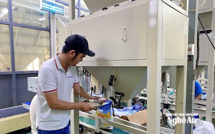 Thế nhưng, chủ yếu là nhập gạo các tỉnh Đồng bằng Sông Cửu Long về chế biến, gia công và xuất khẩu. Ảnh: T.P