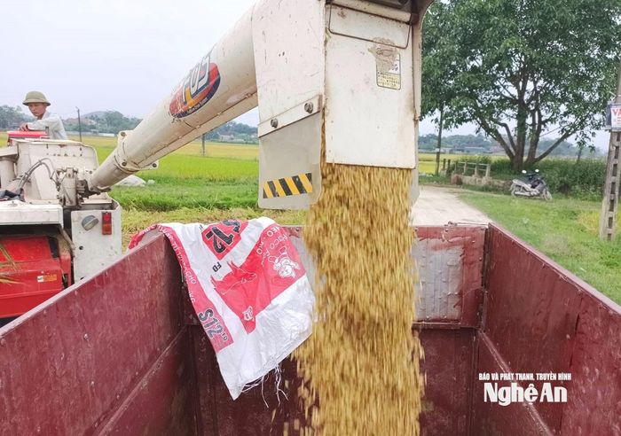 Năng suất, sản lượng lúa hàng năm cao song chất lượng gạo chưa ngang tầm. Ảnh: T.P