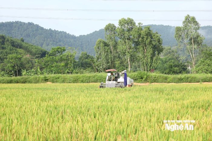 Đưa các giống lúa chất lượng cao vào sản xuất cần được quan tâm, chú trọng. Đồng thời, nhân rộng mô hình canh tác hữu cơ, sản xuất sạch, xanh. Ảnh: T.P