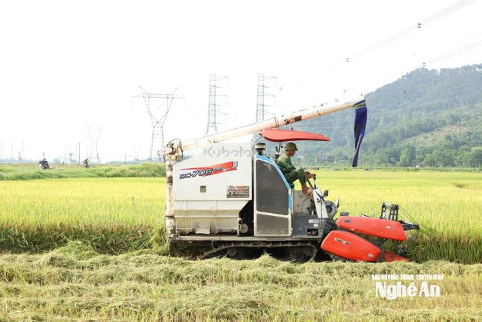 Sau tích tụ ruộng đất, đã hình thành các cánh đồng mẫu lớn, đưa cơ giới hóa vào sản xuất. Ảnh: T.P