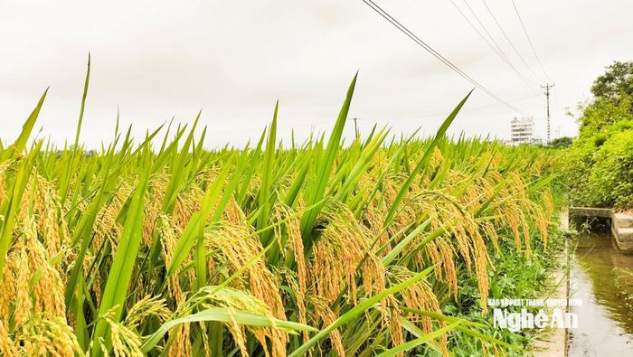Nghệ An có tiềm năng lớn về sản xuất lúa gạo. Ảnh: T.P
