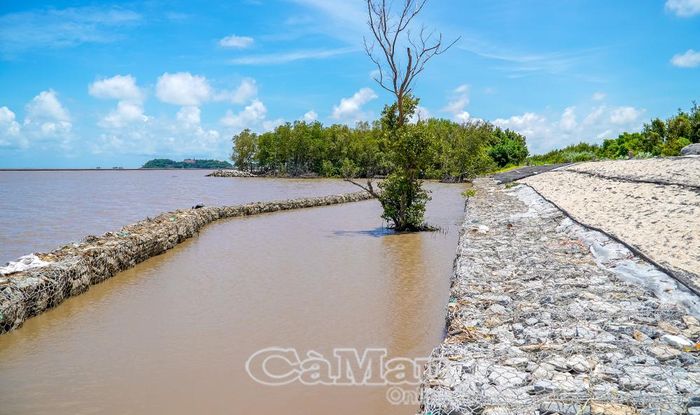 Không còn rừng phòng hộ - nhiều giải pháp bảo vệ đê biển Tây đã được triển khai thực hiện