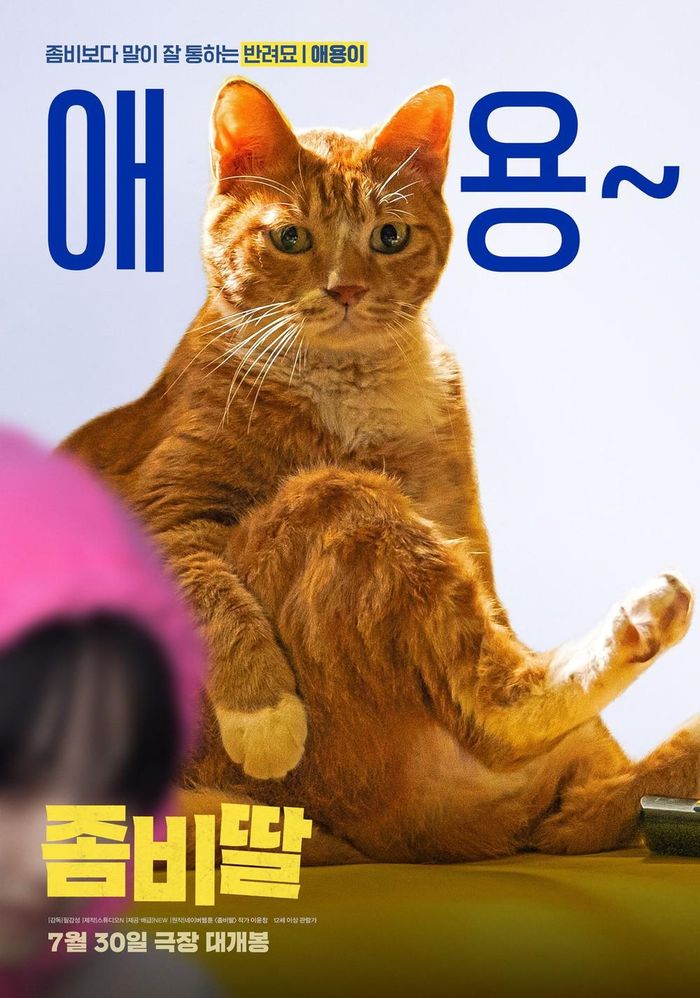 Chú mèo cam MeowMeow trở thành điểm sáng thú vị