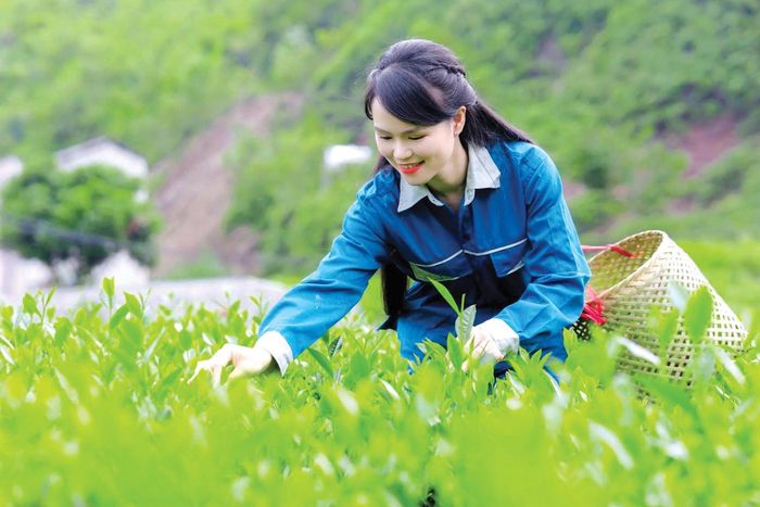  Nhờ sự chăm sóc kỹ lưỡng trên các đồi chè xanh mướt, Công ty Trà Hải Đăng cam kết mang đến tay người tiêu dùng những sản phẩm trà tinh túy nhất 
