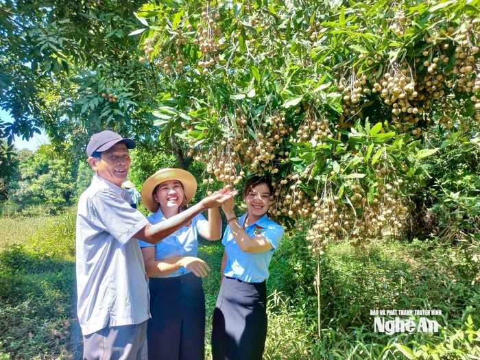 Vườn nhãn trĩu quả của gia đình ông Phong Điền, xã Nghĩa Đàn. Ảnh: T.P