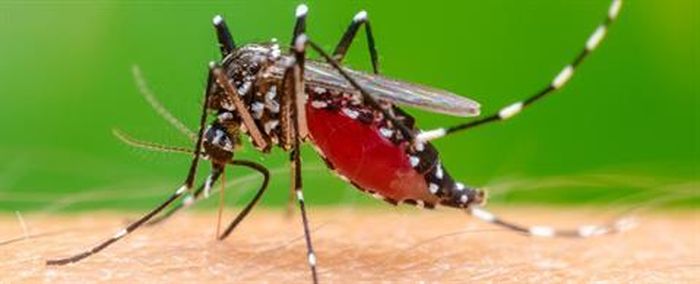 Bệnh Chikungunya được lây truyền sang người thông qua muỗi Aedes tương tự như bệnh sốt xuất huyết Dengue và Zika.