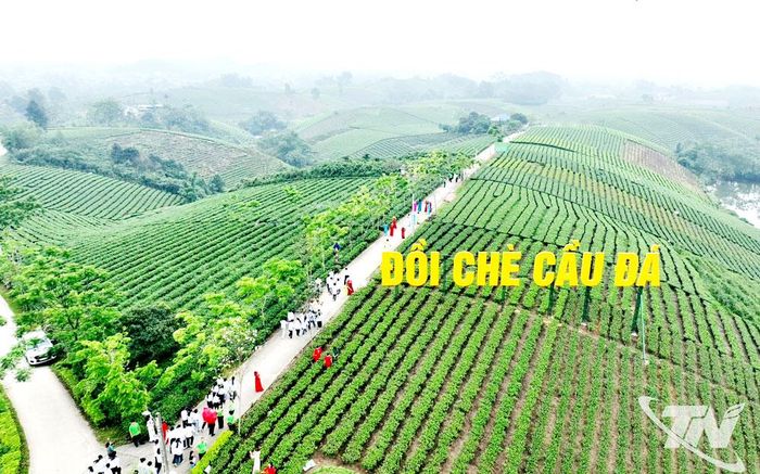 Mô hình sản xuất chè xanh phục vụ phát triển sản phẩm OCOP gắn với du lịch sinh thái mở ra hướng đi mới tại các vùng chè trong tỉnh. Trong ảnh: Vùng chè xã La Bằng.