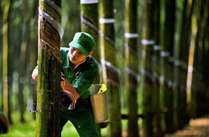 Công nhân khai thác mủ.