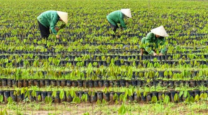 Vườn ươm cây cao su.