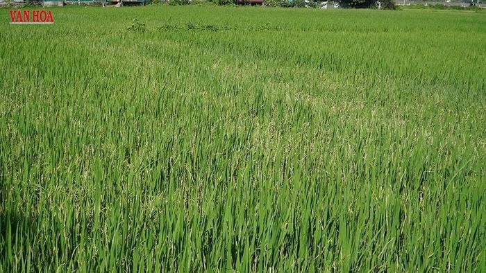 Những cánh đồng lúa bị rầy nâu và sâu cuốn lá ăn khô trong giai đoạn rổ đòng