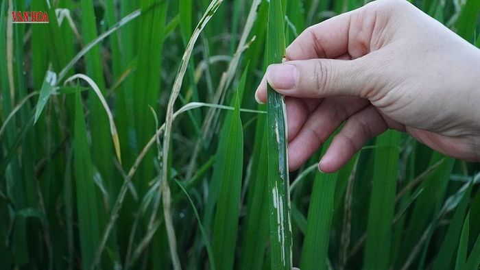 Sâu cuốn lá gây hại hàng nghìn ha lúa vụ Hè Thu của bà con nông dân