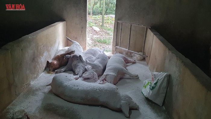 Ngành chức năng khuyến cáo, các hộ chăn nuôi phải tuân thủ nghiêm quy trình tiêu hủy lợn bệnh để không lây lan, chặn mầm dịch