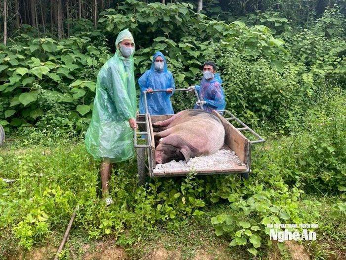 Tiêu hủy lợn do nhiễm dịch tại xã Quan Thành: Ảnh: XH